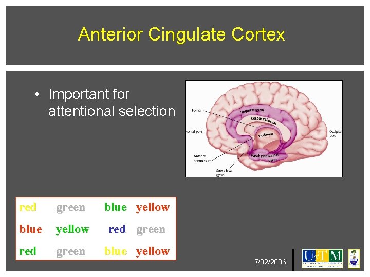 Anterior Cingulate Cortex • Important for attentional selection red green blue yellow 7/02/2006 