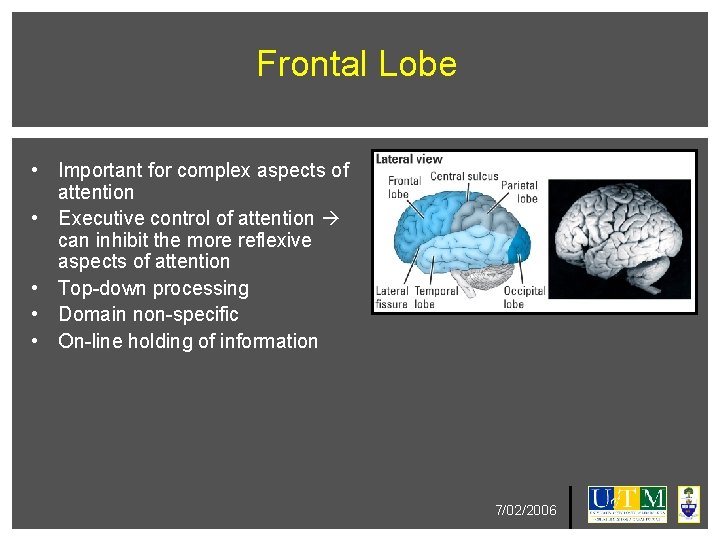 Frontal Lobe • Important for complex aspects of attention • Executive control of attention