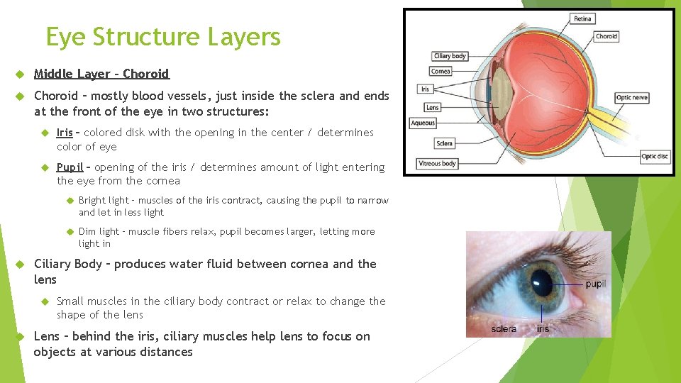 Eye Structure Layers Middle Layer – Choroid – mostly blood vessels, just inside the