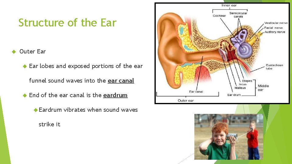 Structure of the Ear Outer Ear lobes and exposed portions of the ear funnel