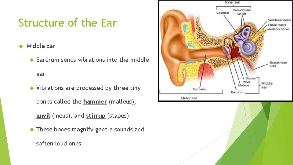 Structure of the Ear Middle Eardrum sends vibrations into the middle ear Vibrations are