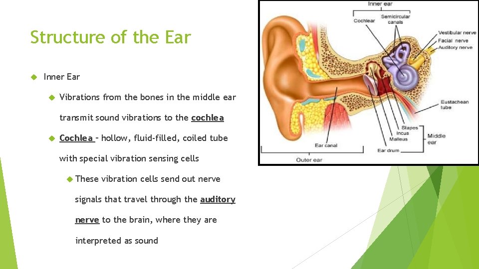 Structure of the Ear Inner Ear Vibrations from the bones in the middle ear