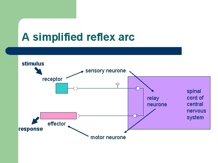 A simplified reflex arc stimulus sensory neurone receptor relay neurone response effector motor neurone