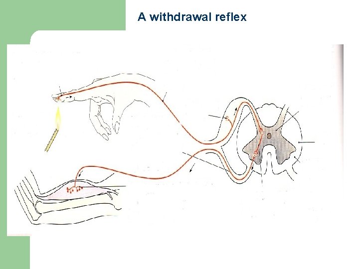 A withdrawal reflex 