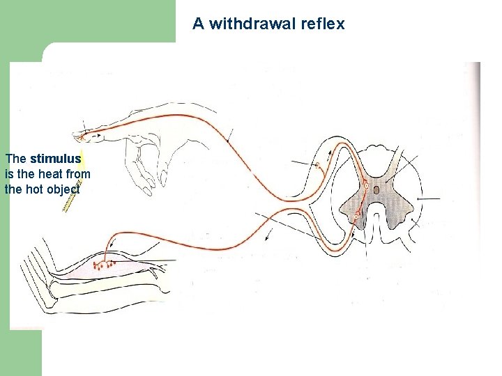A withdrawal reflex The stimulus is the heat from the hot object 