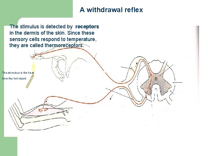A withdrawal reflex The stimulus is detected by receptors in the dermis of the