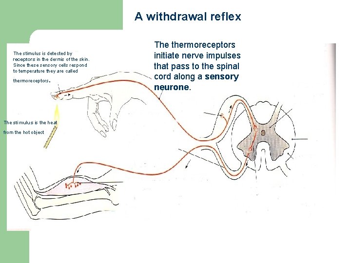 A withdrawal reflex The stimulus is detected by receptors in the dermis of the