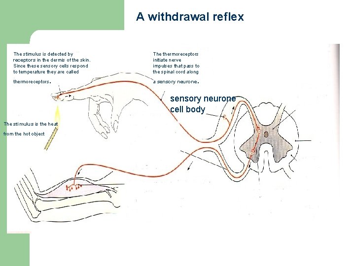 A withdrawal reflex The stimulus is detected by receptors in the dermis of the