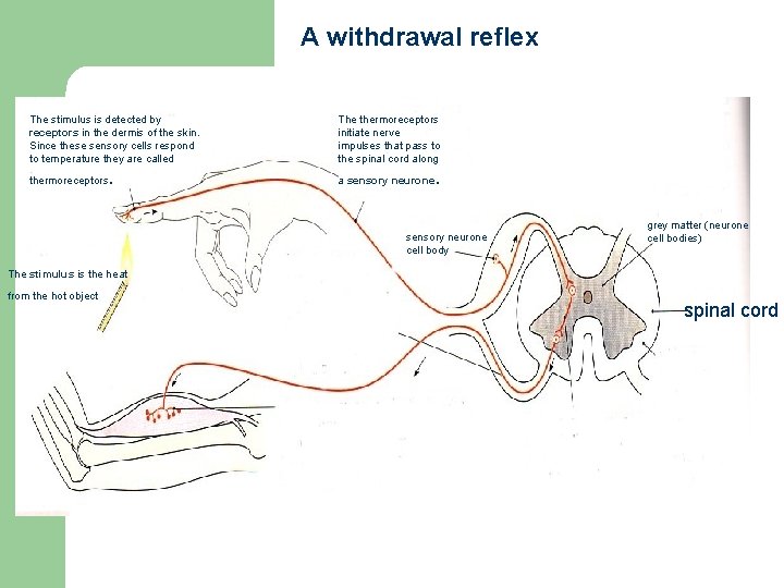 A withdrawal reflex The stimulus is detected by receptors in the dermis of the