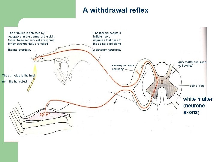 A withdrawal reflex The stimulus is detected by receptors in the dermis of the