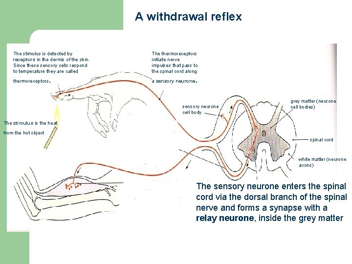 A withdrawal reflex The stimulus is detected by receptors in the dermis of the