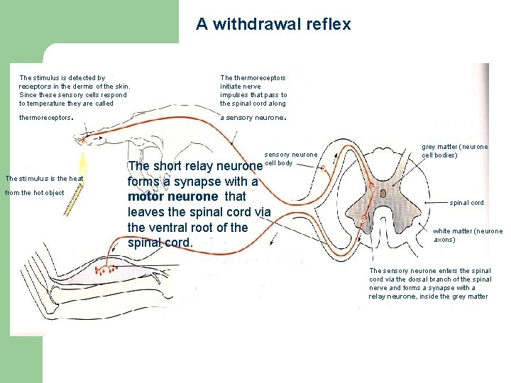 A withdrawal reflex The stimulus is detected by receptors in the dermis of the