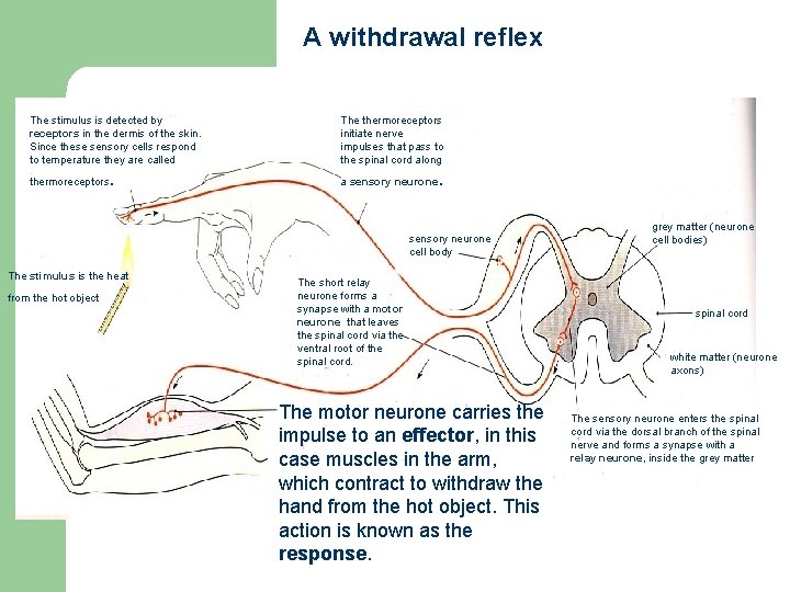 A withdrawal reflex The stimulus is detected by receptors in the dermis of the