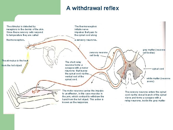 A withdrawal reflex The stimulus is detected by receptors in the dermis of the