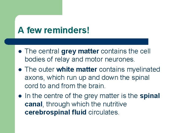 A few reminders! l l l The central grey matter contains the cell bodies