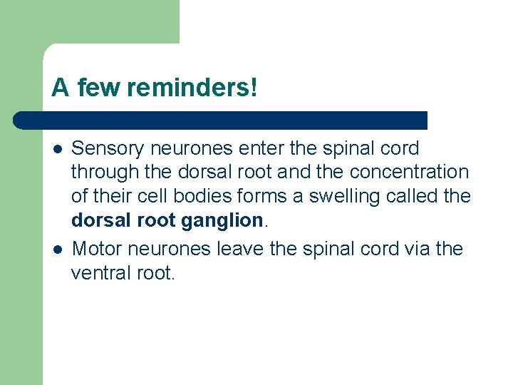 A few reminders! l l Sensory neurones enter the spinal cord through the dorsal