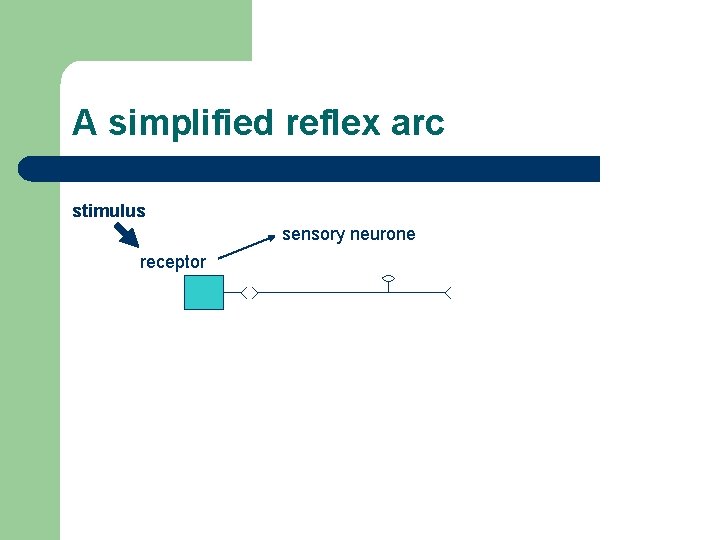 A simplified reflex arc stimulus sensory neurone receptor 