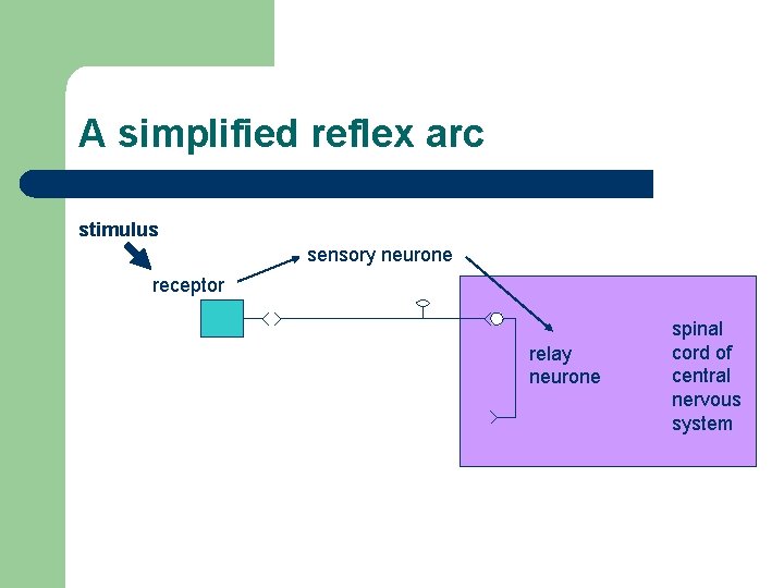 A simplified reflex arc stimulus sensory neurone receptor relay neurone spinal cord of central