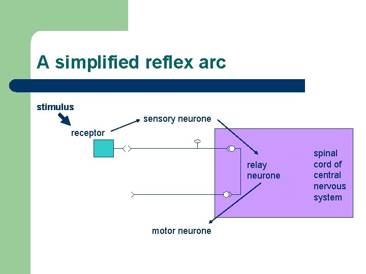 A simplified reflex arc stimulus sensory neurone receptor relay neurone motor neurone spinal cord