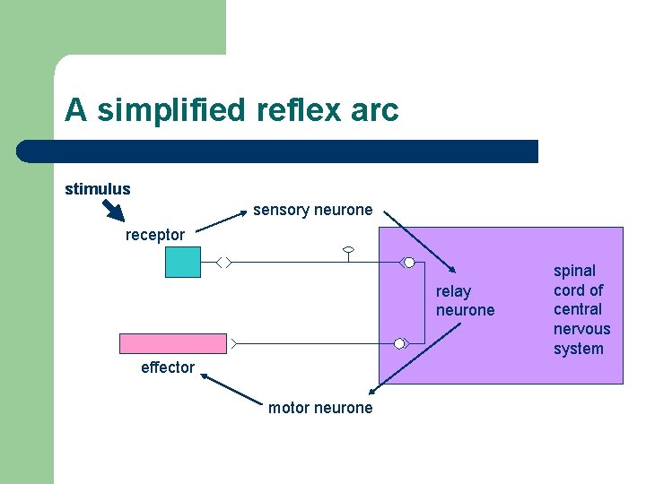 A simplified reflex arc stimulus sensory neurone receptor relay neurone effector motor neurone spinal