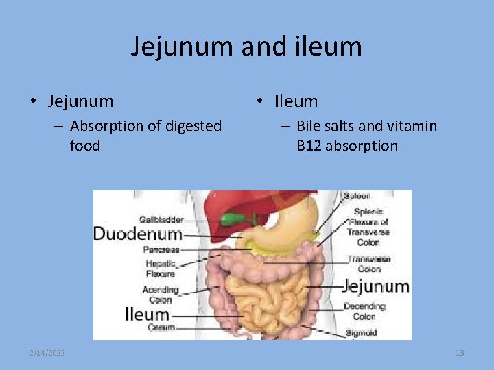 Jejunum and ileum • Jejunum – Absorption of digested food 2/14/2022 • Ileum –