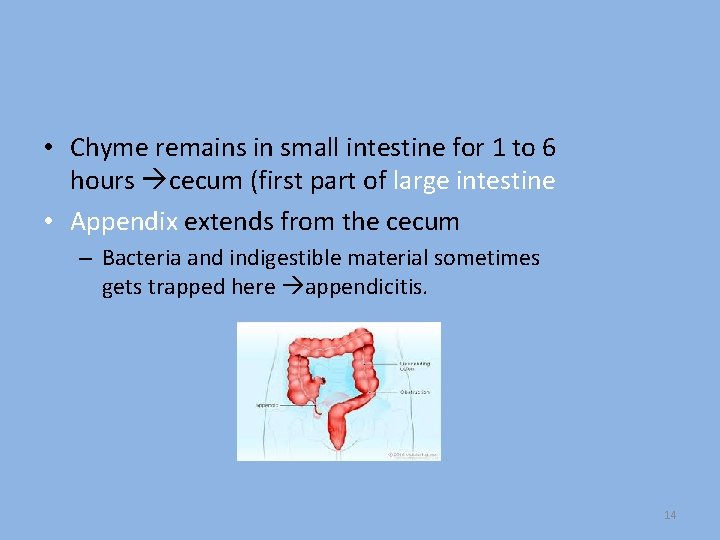  • Chyme remains in small intestine for 1 to 6 hours cecum (first