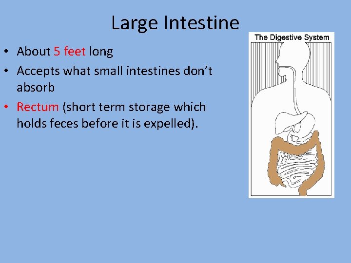 Large Intestine • About 5 feet long • Accepts what small intestines don’t absorb