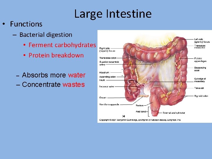  • Functions Large Intestine – Bacterial digestion • Ferment carbohydrates • Protein breakdown