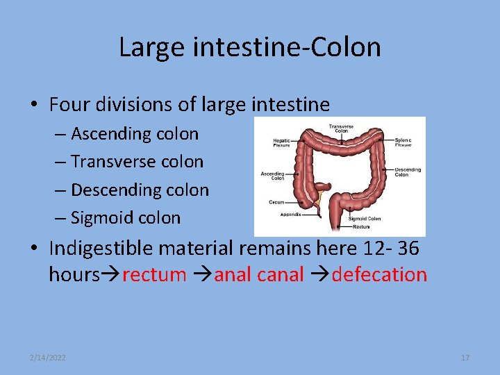 Large intestine-Colon • Four divisions of large intestine – Ascending colon – Transverse colon