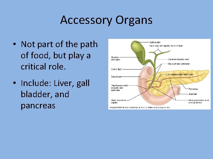 Accessory Organs • Not part of the path of food, but play a critical