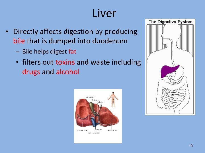 Liver • Directly affects digestion by producing bile that is dumped into duodenum –