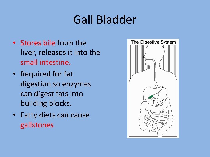 Gall Bladder • Stores bile from the liver, releases it into the small intestine.