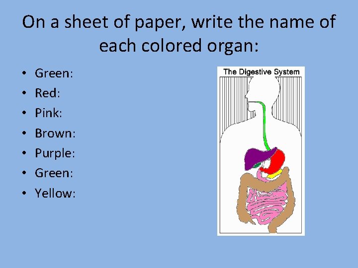 On a sheet of paper, write the name of each colored organ: • •