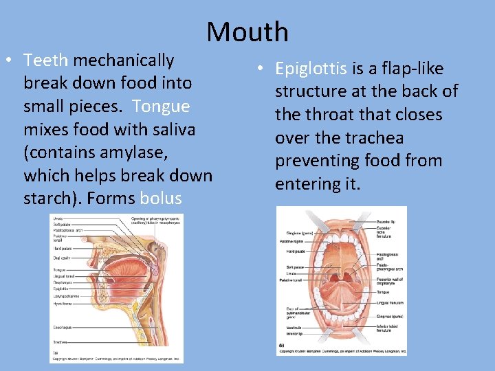 Mouth • Teeth mechanically break down food into small pieces. Tongue mixes food with