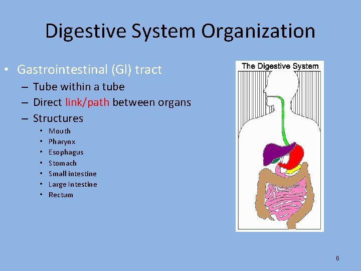 Digestive System Organization • Gastrointestinal (Gl) tract – Tube within a tube – Direct