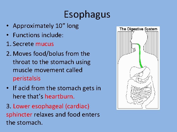 Esophagus • Approximately 10” long • Functions include: 1. Secrete mucus 2. Moves food/bolus