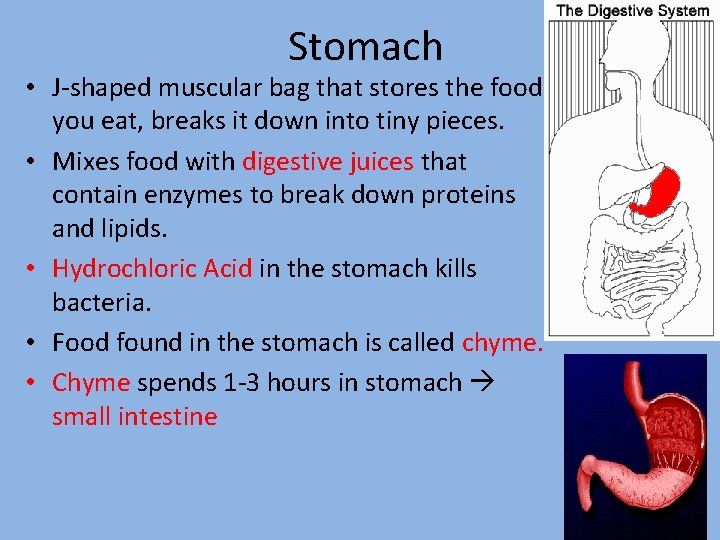 Stomach • J-shaped muscular bag that stores the food you eat, breaks it down
