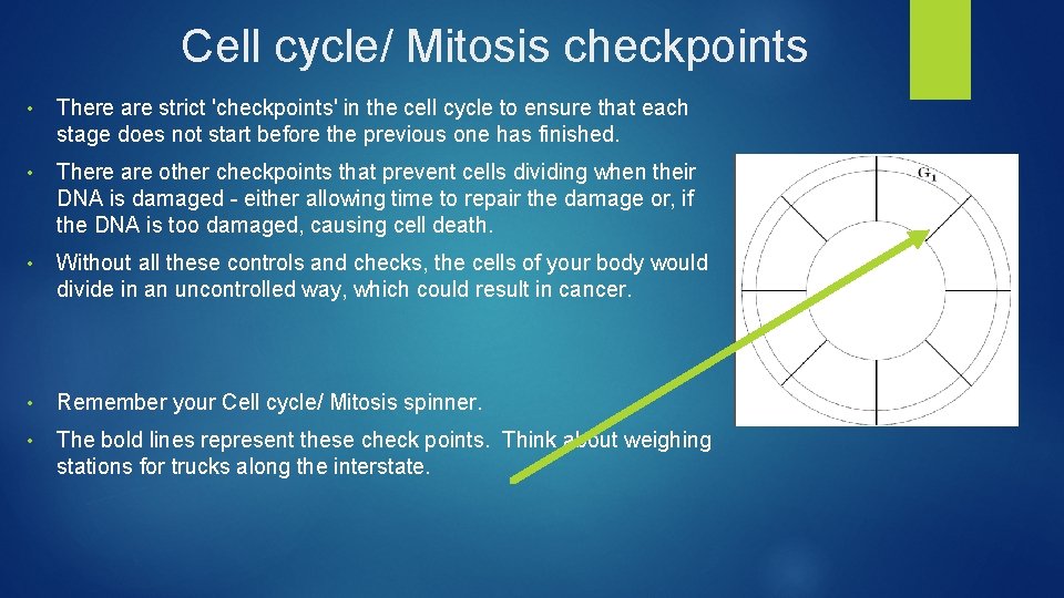 Cell cycle/ Mitosis checkpoints • There are strict 'checkpoints' in the cell cycle to