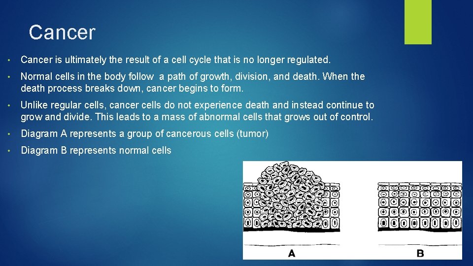 Cancer • Cancer is ultimately the result of a cell cycle that is no