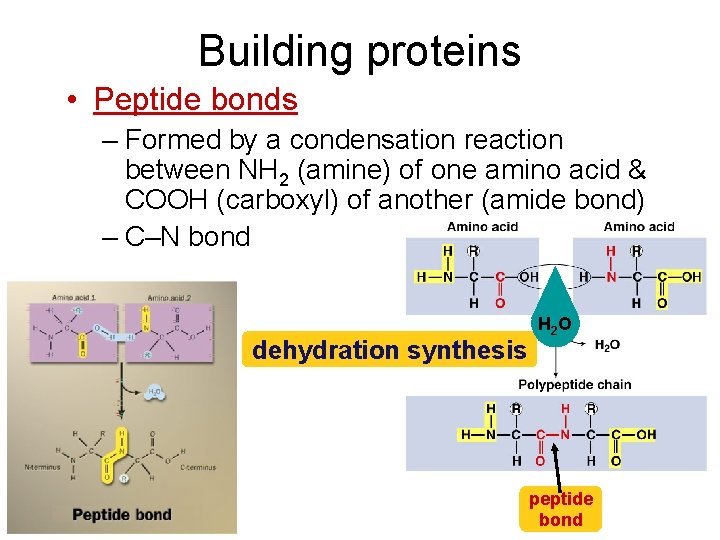 Building proteins • Peptide bonds – Formed by a condensation reaction between NH 2