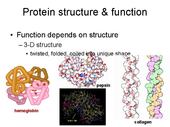 Protein structure & function • Function depends on structure – 3 -D structure •