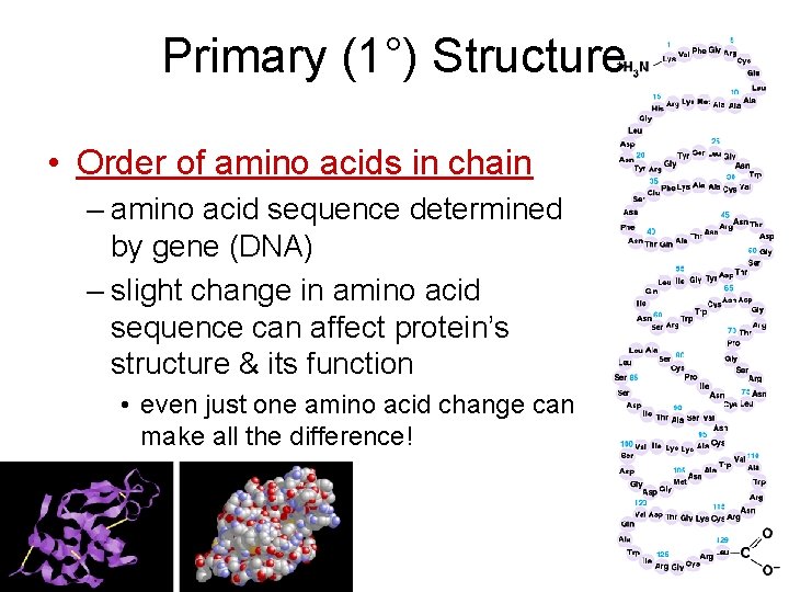 Primary (1°) Structure • Order of amino acids in chain – amino acid sequence