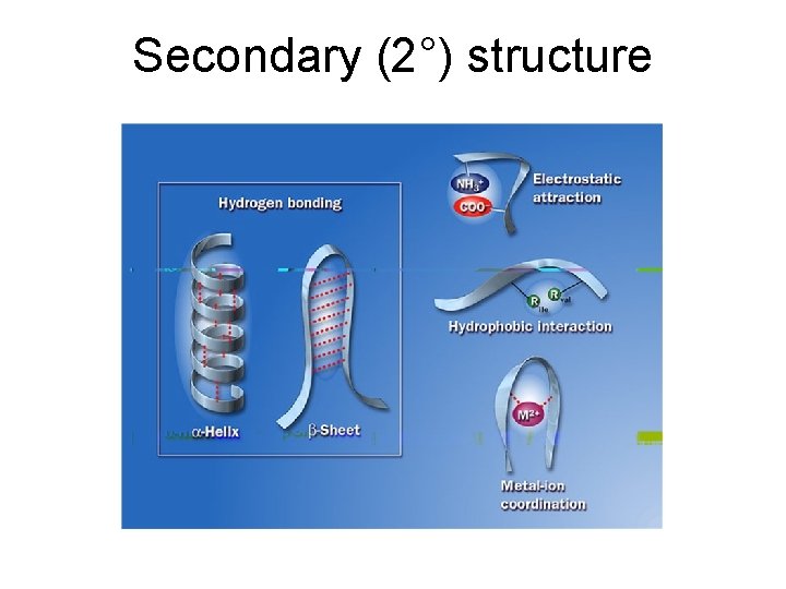 Secondary (2°) structure 