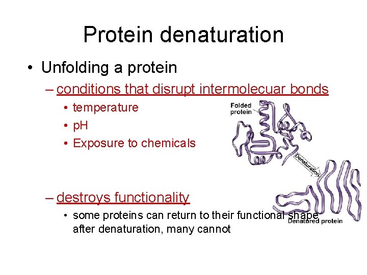 Protein denaturation • Unfolding a protein – conditions that disrupt intermolecuar bonds • temperature