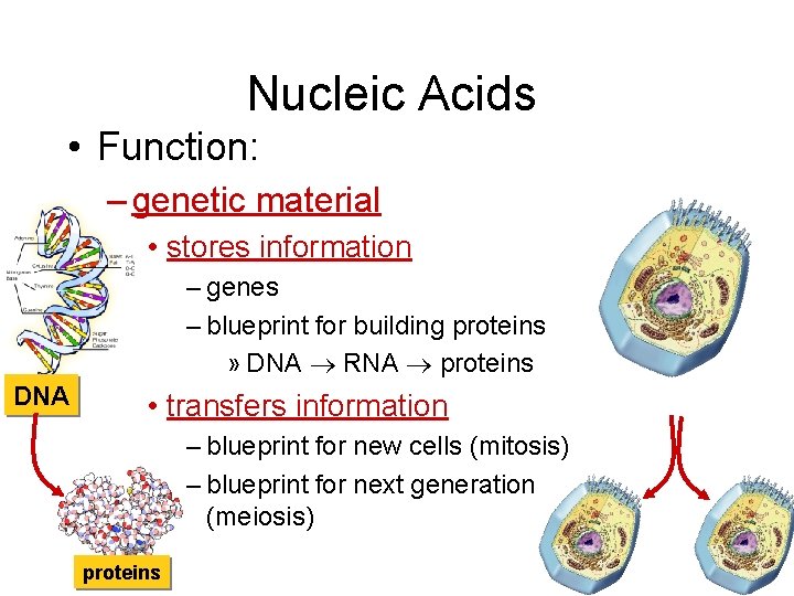 Nucleic Acids • Function: – genetic material • stores information – genes – blueprint