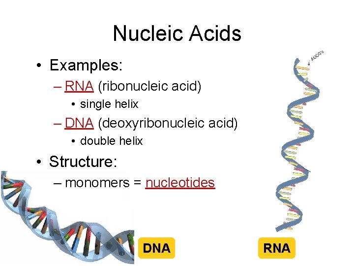Nucleic Acids • Examples: – RNA (ribonucleic acid) • single helix – DNA (deoxyribonucleic