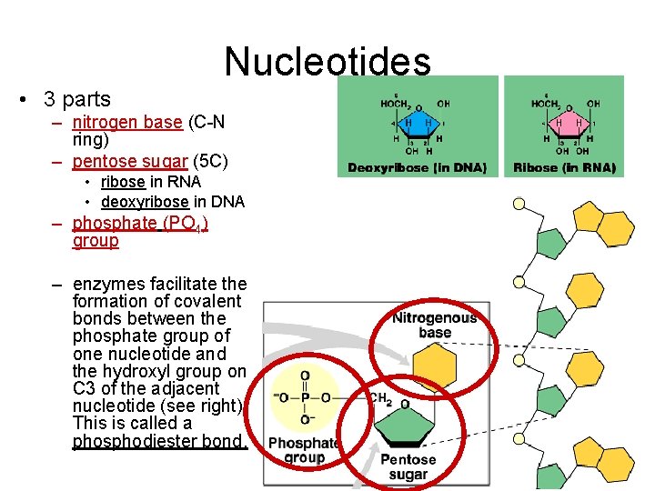 Nucleotides • 3 parts – nitrogen base (C-N ring) – pentose sugar (5 C)