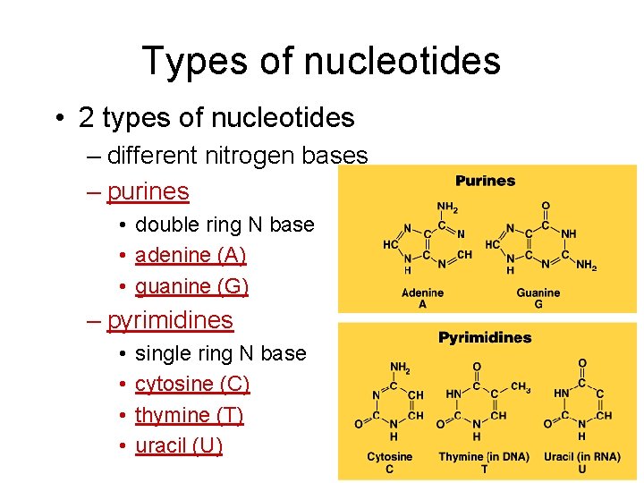 Types of nucleotides • 2 types of nucleotides – different nitrogen bases – purines