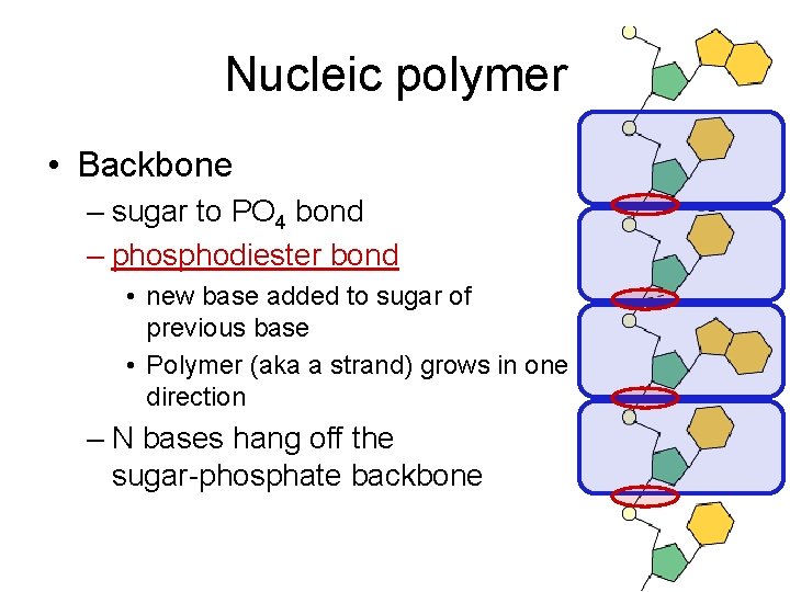 Nucleic polymer • Backbone – sugar to PO 4 bond – phosphodiester bond •
