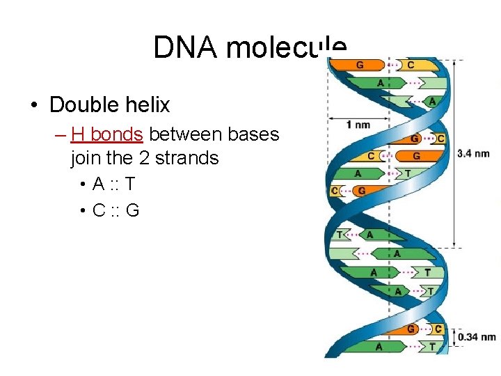 DNA molecule • Double helix – H bonds between bases join the 2 strands